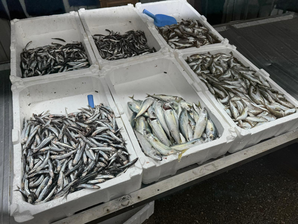 Zonguldak’ta hamsi fiyatı yeniden tavan yaptı.