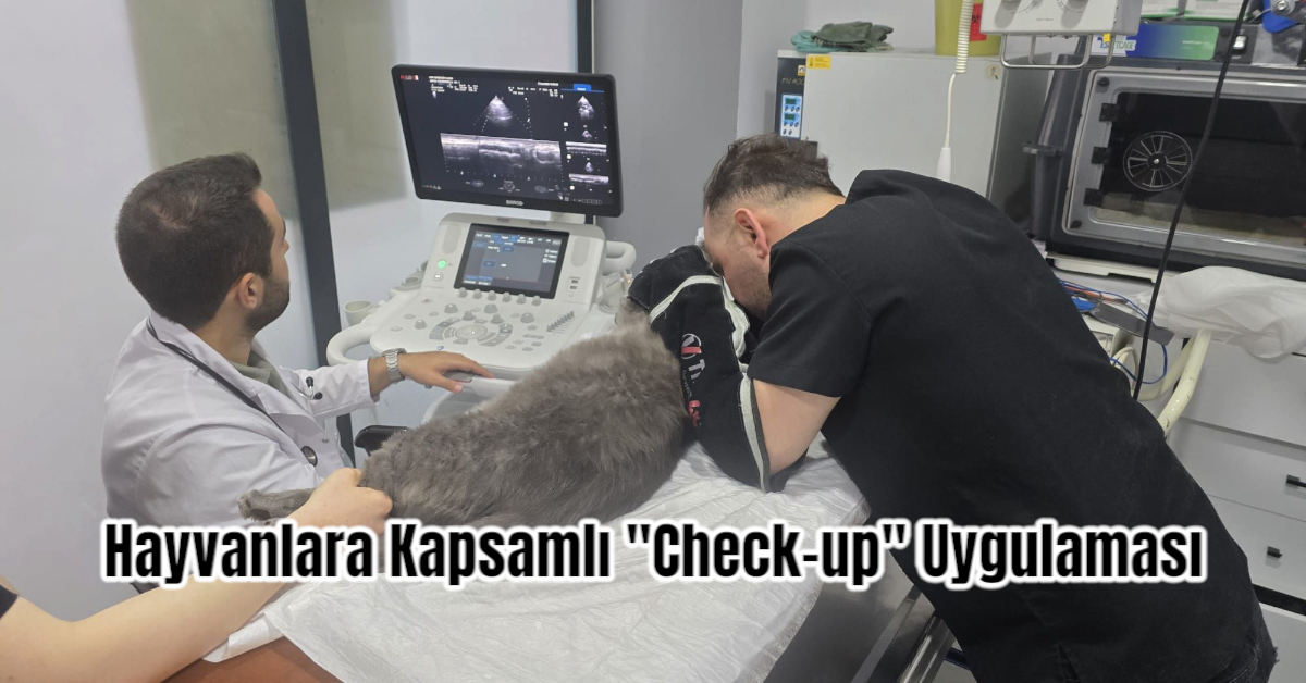 Hayvanlara Kapsamlı 