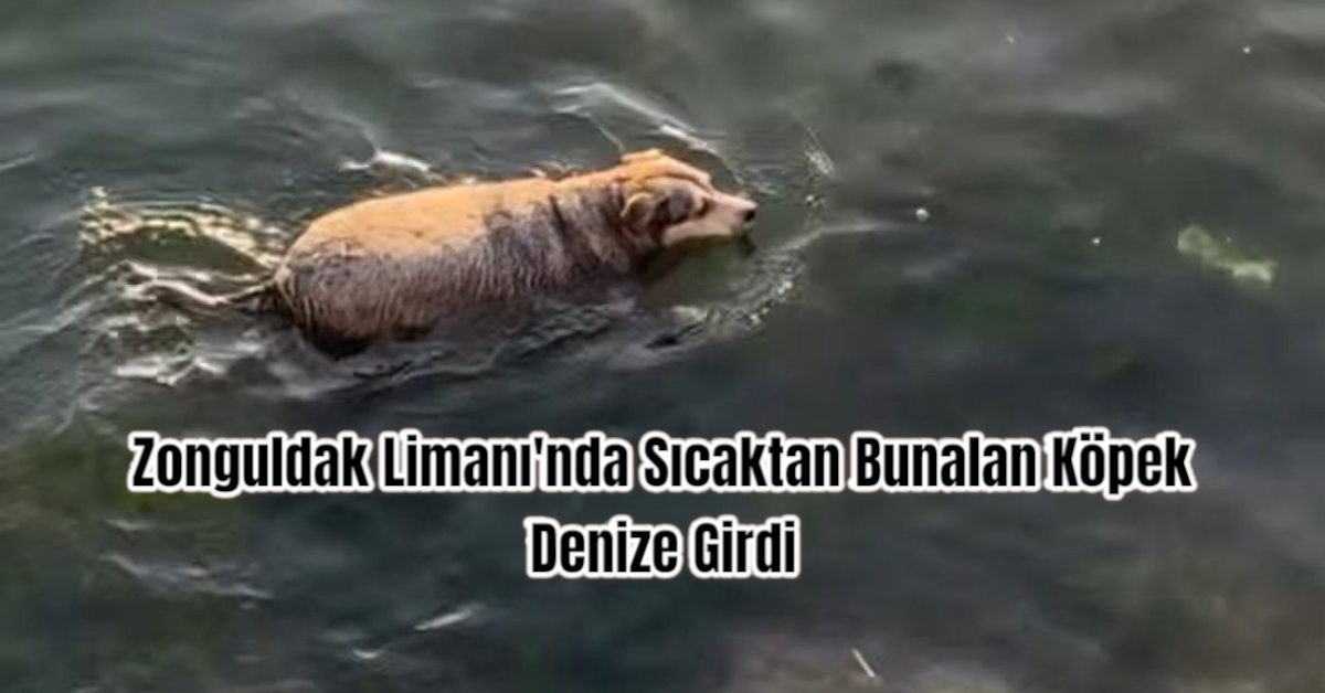 Zonguldak Limanı'nda Sıcaktan Bunalan Köpek Denize Girdi