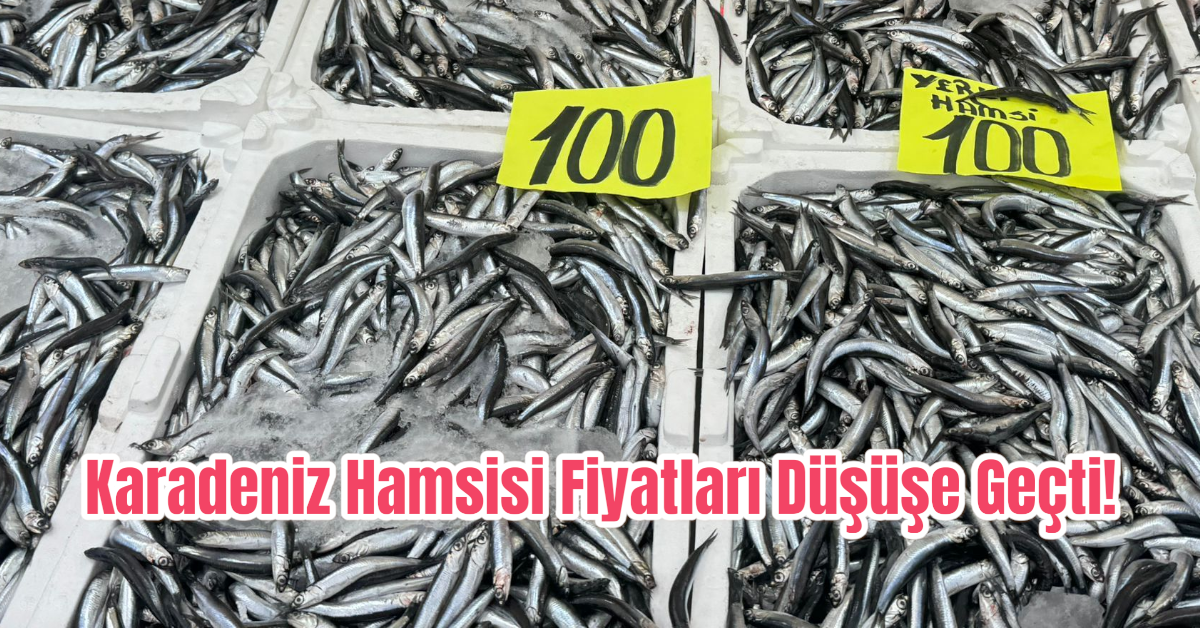 Karadeniz Hamsisi Fiyatları Düşüşe Geçti! 