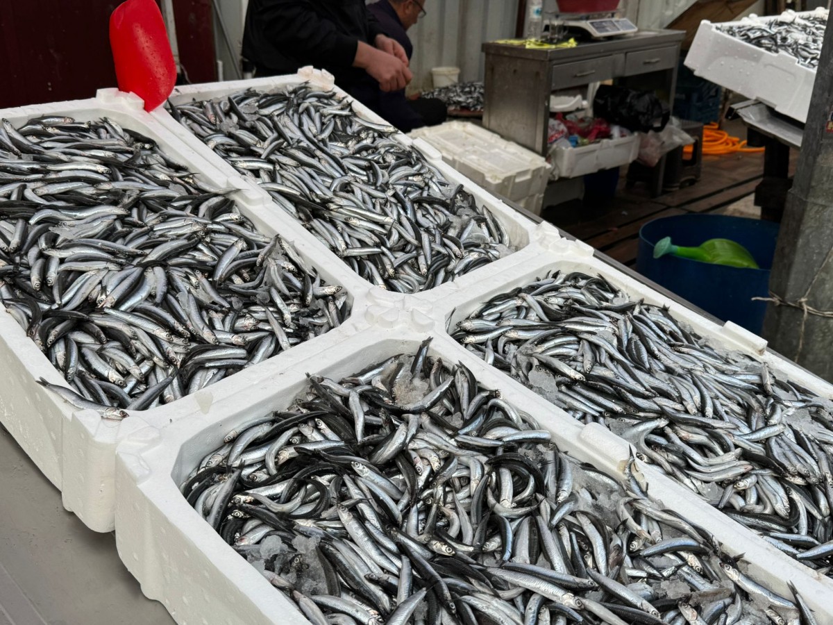 Hamsi sevenlerini üzdü