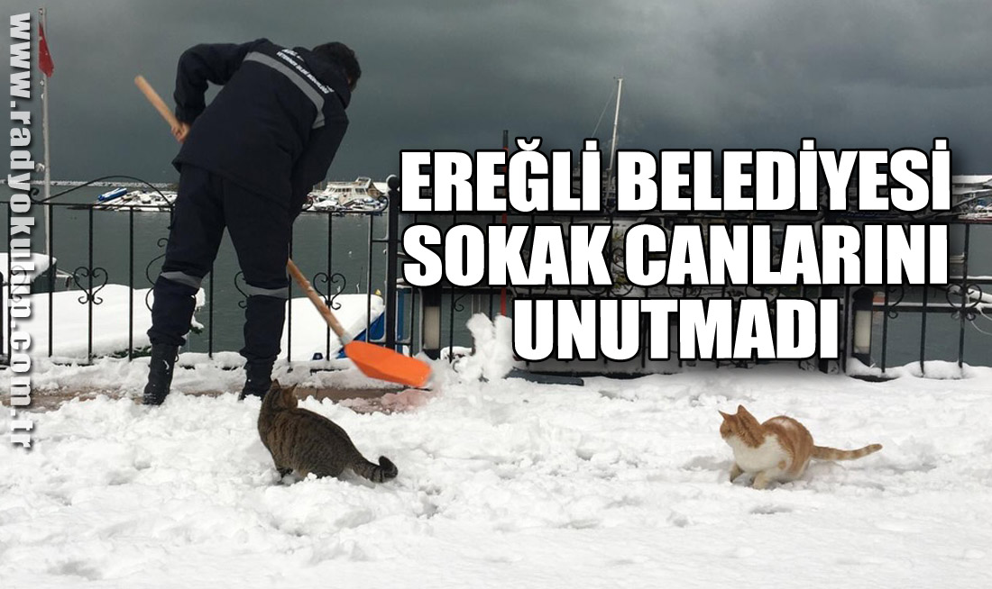 EREĞLİ BELEDİYESİ SOKAK CANLARINI UNUTMADI