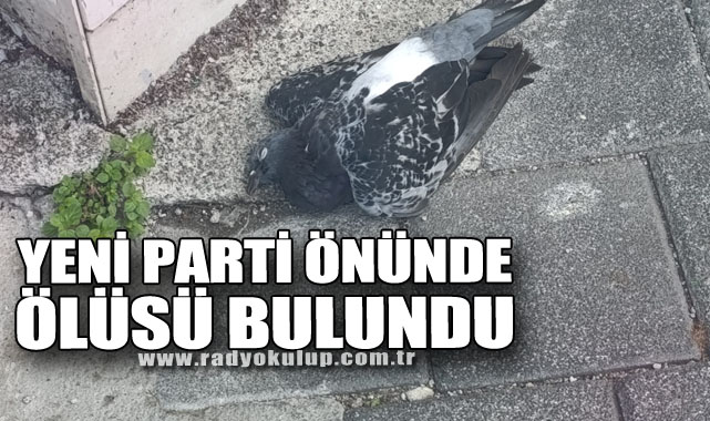 Yeni Parti Önünde Ölüsü Bulundu