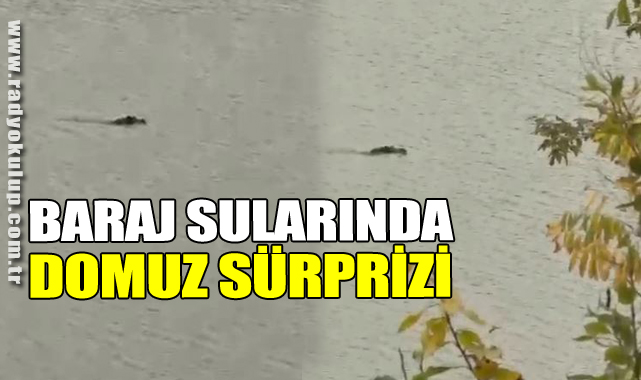 Baraj Sularında Domuz Sürprizi